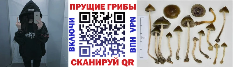 Псилоцибиновые грибы Magic Shrooms Фрязино